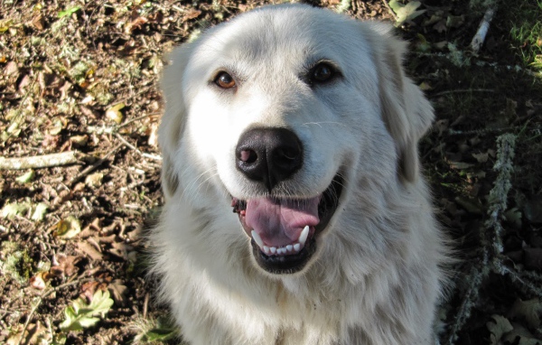 Портрет счастливой большой пиренейской собаки