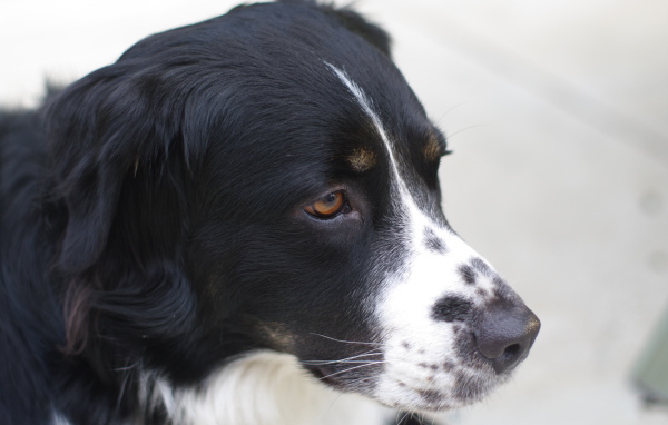 Портрет серьёзной бернской пастушьей собаки
