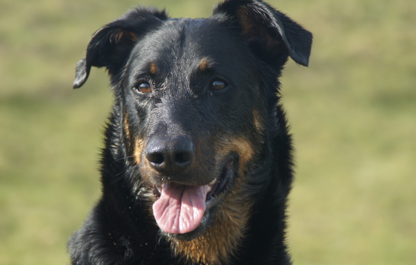 Портрет взрослого мокрого босерона