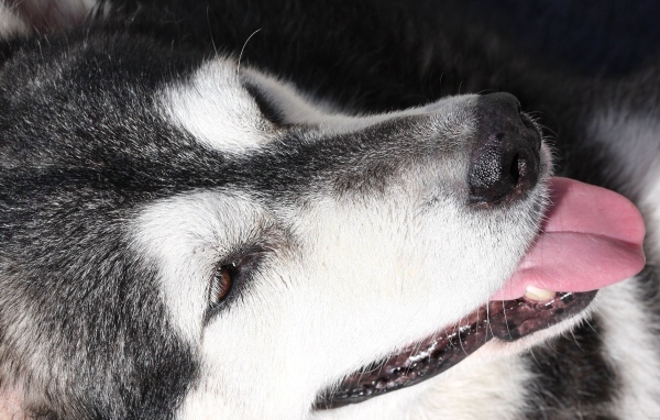 Портрет аляскинского маламута