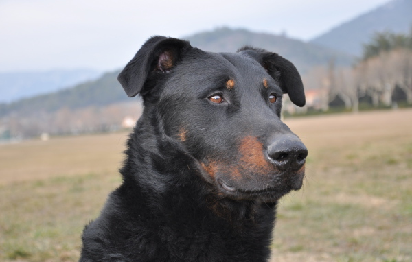 Портрет взрослого босерона