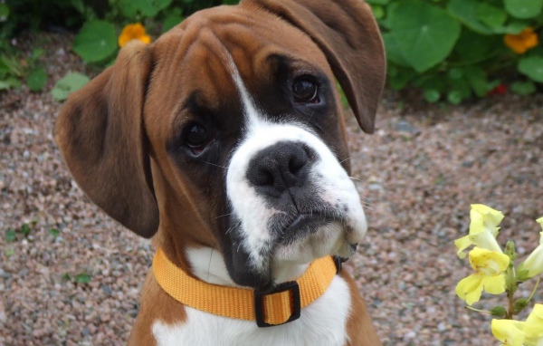 Портрет милого молодого боксёра