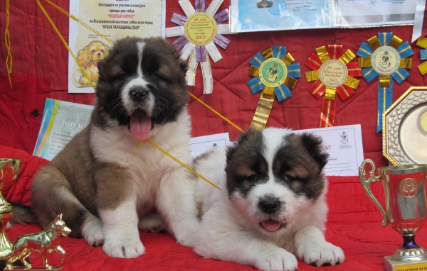 Щенки Кавказской овчарки Победители