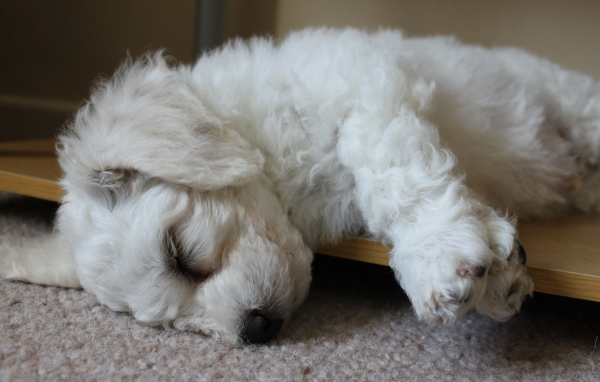 Щенок породы бишон-фриз заснул