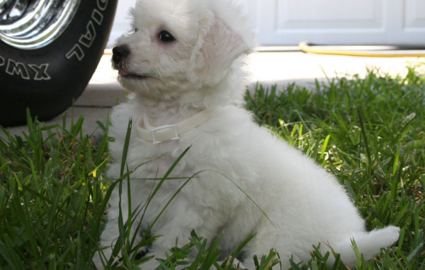 Щенок породы бишон-фриз возле машины