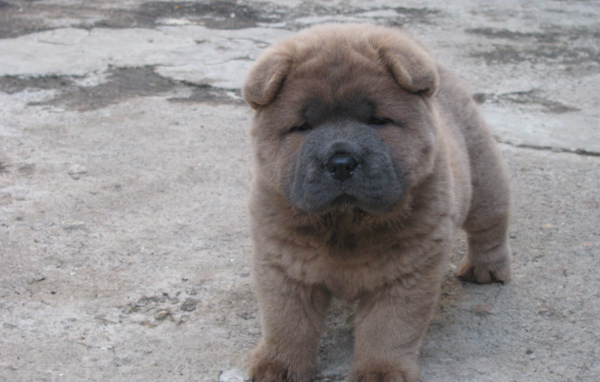 Щенок чау-чау на улице