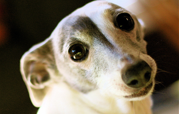 Грейхаунд щенок с большими черными глазами