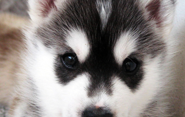 Щенок Сибирский хаски крупным планом