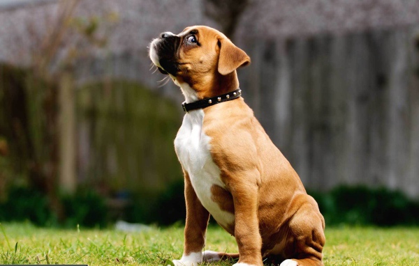 Щенок боксёра косится одним глазом