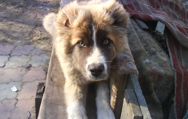 Щенок кавказской овчарки на скамейке