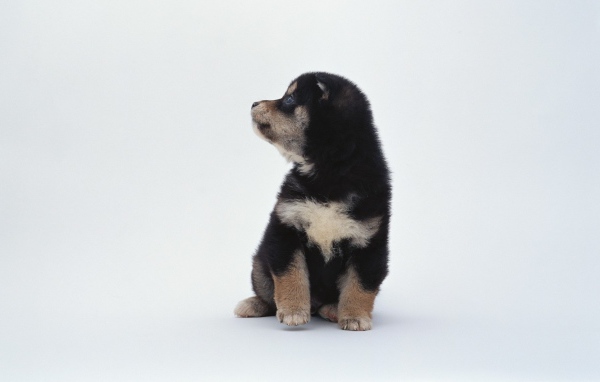Щенок на белом фоне