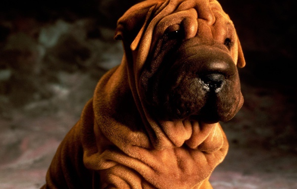 Щенок шарпей на темном фоне