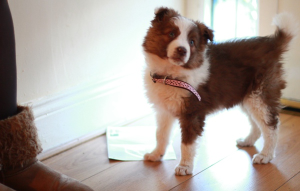 Рыжий щенок бордер-колли