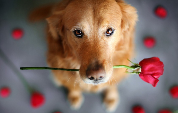 Роза своей хозяйке