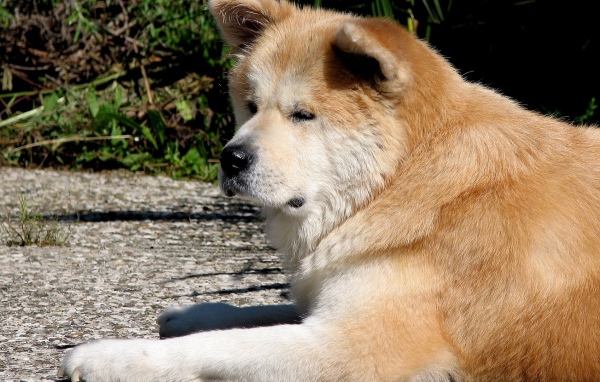 Грустная акита-ину