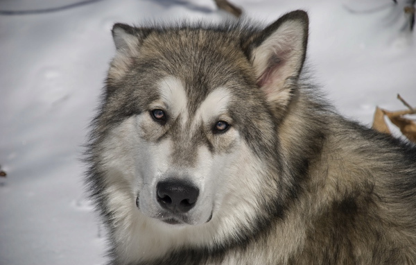 Грустный аляскинский маламут