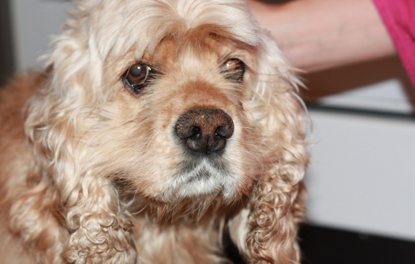 Грустный американский кокер-спаниель