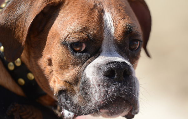 Грустный боксёр что-то увидел