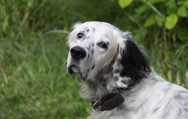 Грустный английский сеттер