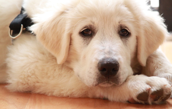 Грустная большая пиренейская собака лежит на полу