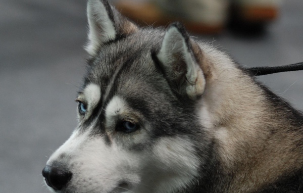 Печальный Сибирский хаски