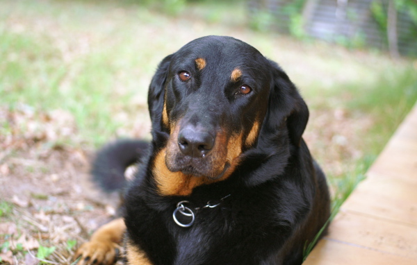 Грустный взрослый босерон лежит на траве