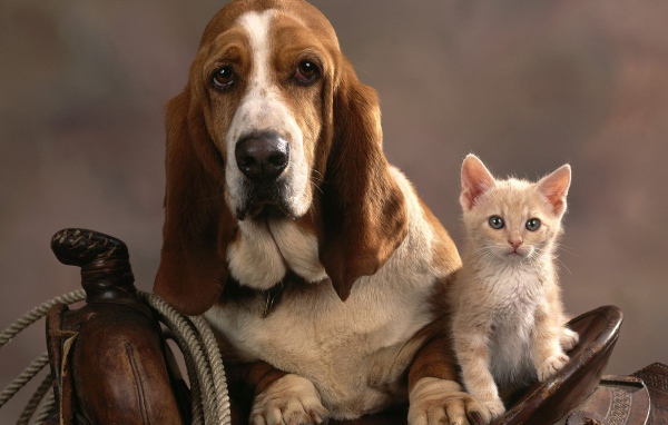 Грустный бассет-хаунд и котёнок
