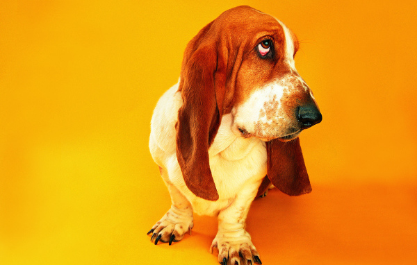 Грустный бассет-хаунд на оранжевом фоне