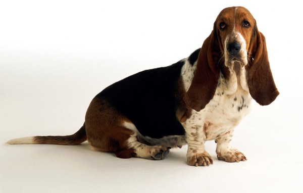 Грустный бассет-хаунд на белом фоне