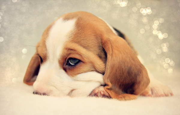 Грустный щенок бигль уткнулся носом в кровать