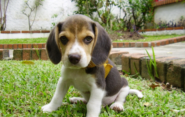 Грустный щенок породы бигль на лужайке