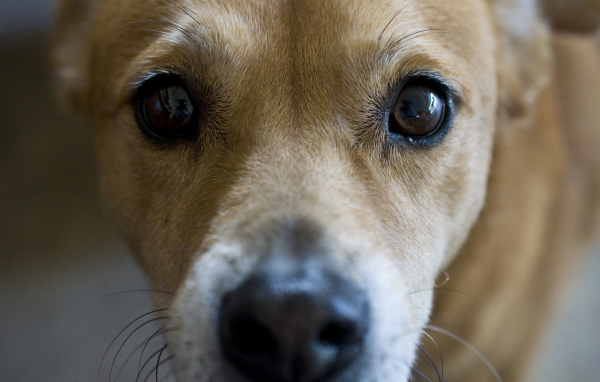 Грустные глаза собаки басенджи
