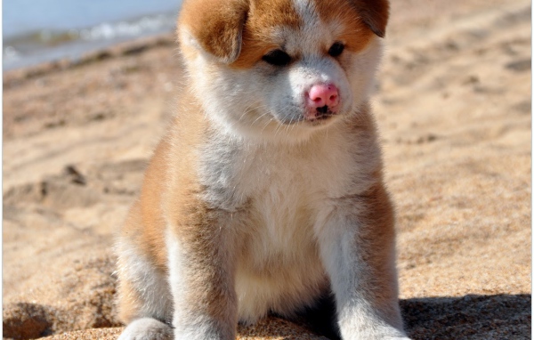 Грустный щенок акита-ину на песке