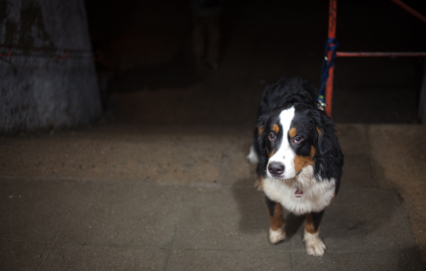 Грустный щенок бернской пастушьей собаки