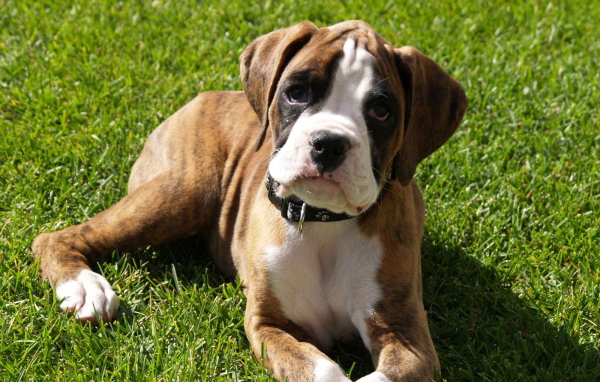 Грустный щенок боксёра лежит на газоне