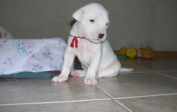 Грустный щенок аргентинского дога