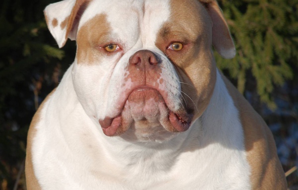 Серьёзный американский бульдог