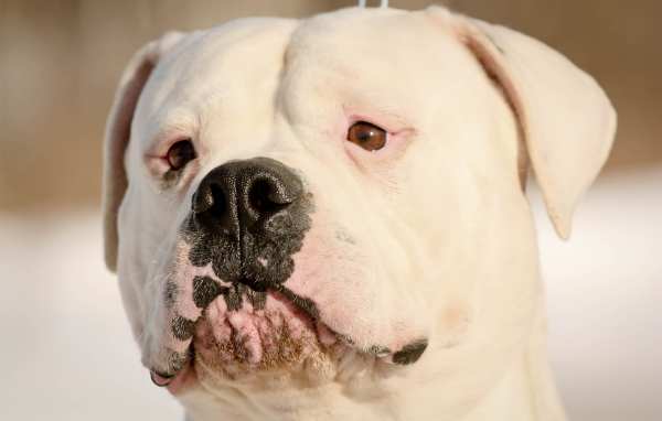 Серьёзный американский бульдог крупным планом