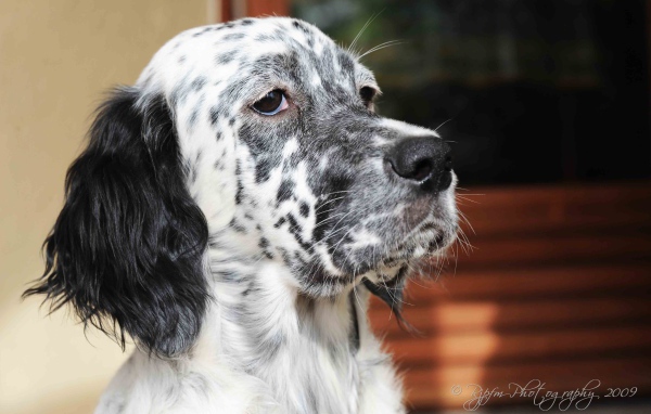 Серьёзный английский сеттер