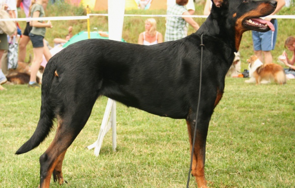 Серьёзный красивый босерон на собачьей выставке