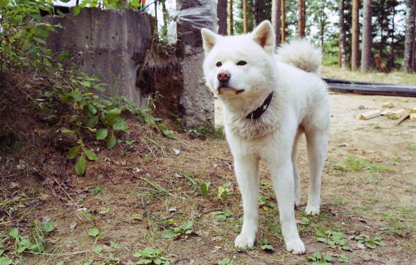 Serious dog Akita Inu in the forest