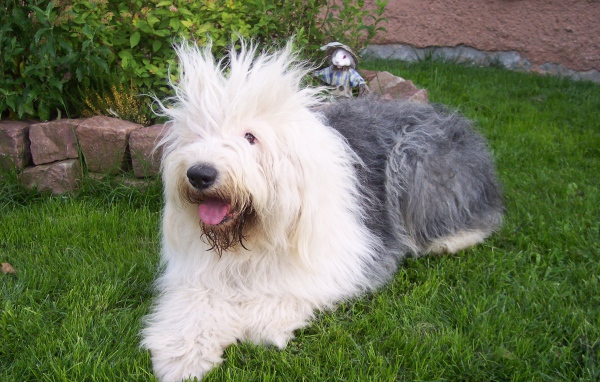 Лохматая собака породы бобтейл