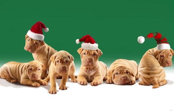 Шарпей щенки в шляпах Санта-Клауса