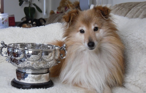Собака породы шелти и её награда