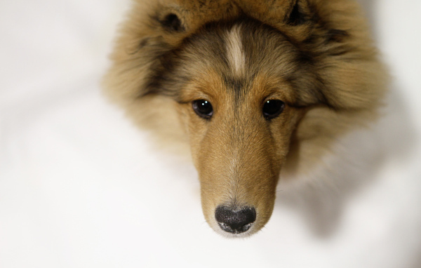 Собака породы шелти крупным планом