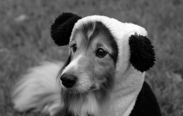 Собака породы шелти в смешной шапке