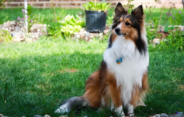 Собака породы шелти сидит во дворике