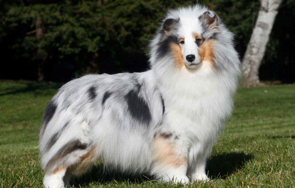 Собака породы шелти позирует на фоне леса