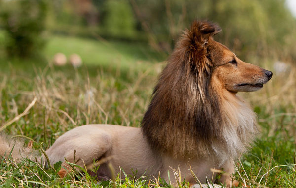 Собака породы шелти со смешной стрижкой
