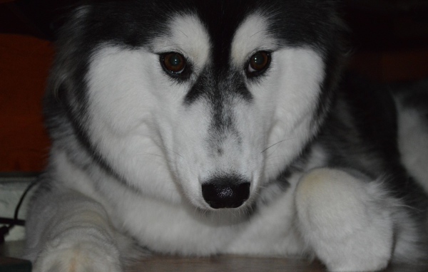 Застенчивый аляскинский маламут